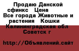  Продаю Данской сфинкс › Цена ­ 2 000 - Все города Животные и растения » Кошки   . Калининградская обл.,Советск г.